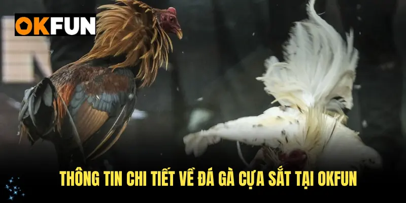 Thông tin chi tiết về đá gà cựa sắt tại OKFUN