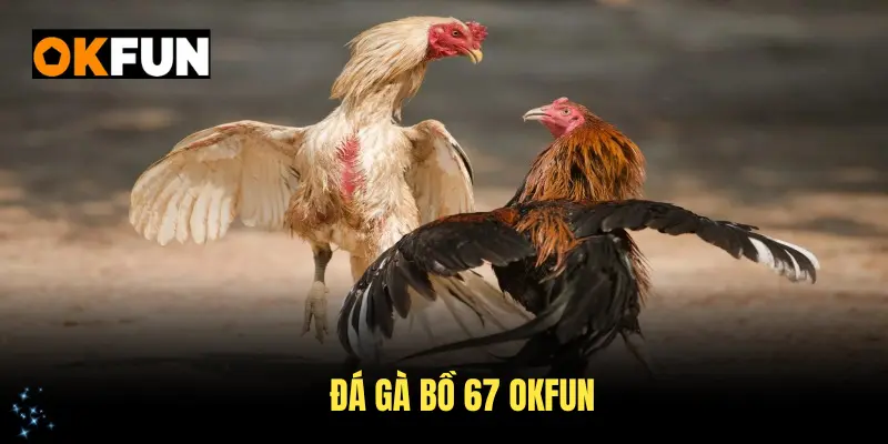 Đá gà bồ 67 okfun